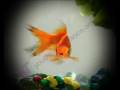 GoldFish Ad - Youth for Tolerance Lebanon