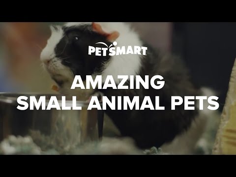 Small Animals as Pets - PetSmart