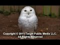 Legs Lymphatic Drainage Massage Therapy Demonstration, Full Body