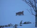Shiba Inu Suki in the blizzard Shiba Inu Suki in the blizzard