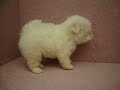 07/21???? Maltese -????-????