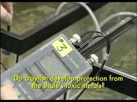 Crayfish geochemistry research