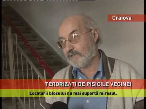 Terorizaţi de pisicile vecinei