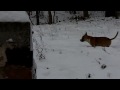 Aayah dans la neige.MOV