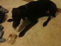 German Shorthaired Pointer Eating Peanut Butter