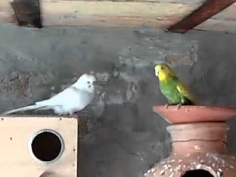 how to get more eggs from australian parrots