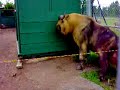 Strange animal at Edmonton Zoo - Takin