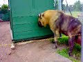 Strange animal at Edmonton Zoo - Takin