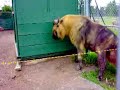 Strange animal at Edmonton Zoo - Takin