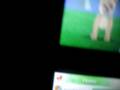videos de Two Weird Dogs at the Park