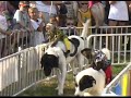 Banana Derby Banana Derby
