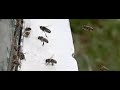 bees in front of their hive bees in front of their hive