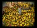 videos de Floricienta - trailer