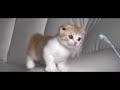 リクナビ 動画