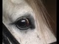 lydie et ses chevaux