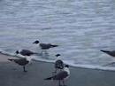 Seagulls Turn Themselves Sideways in the Wind