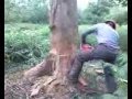 tree felling