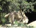 Meute de Loups d\ Meute de Loups d\