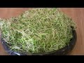 mountainroseherbs.com How to Sprout seeds for food and how to grow sprouts, bean sprouts, red clover sprouts, fenugreek, chia, lentil, and alfalfa. Sprouting is a great way to grow free food in your kitchen. John Gallagher from Mountain Rose Herbs and LearningHerbs.com shows you how to sprout in a jar and sprout screen, a Sproutman Hemp Sprout Bag, and with a Biosta Miracle Sprouter.