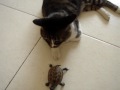 Stop Kissing Me!