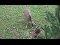 Archery Season 2010 Bow Hunting Pennsylvania #2