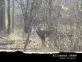 November 20 BIG Rutting Whitetail Bucks ONLY on HawgNSonsTV