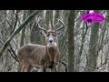 November 20 BIG Rutting Whitetail Bucks ONLY on HawgNSonsTV