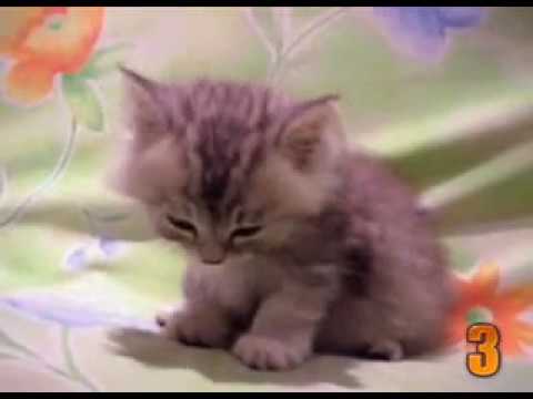 10 videos de Gatos