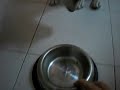 bull terrier puppy eating