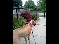 My Great Dane getting stuck.