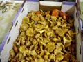 Chanterelle Harvest 2007