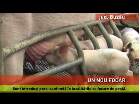 Un nou focar de pestă porcină africană, în județul Buzău