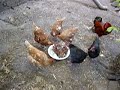 Hühner fressen Schweinekopf - EKLIG Hühner fressen Schweinekopf - EKLIG