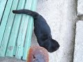 Голодные коты