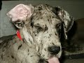 Our Golden and Great Danes