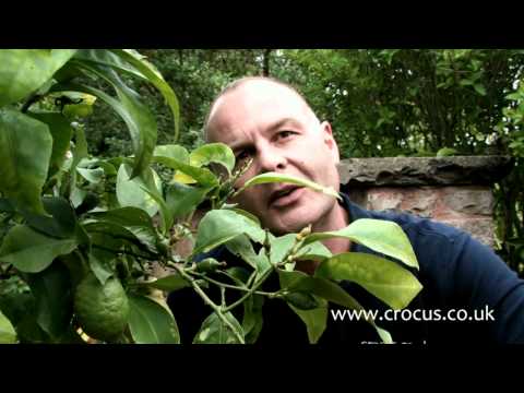 how to look after a lemon tree in the uk