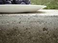 insect outsect