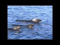 Walbeobachtung / Whale Watching