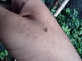 BR Hills-Ant