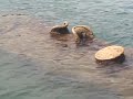 USS Arizona - Still leaking oil! - Pearl Harbour Hawaii USS Arizona - Still leaking oil! - Pearl Harbour Hawaii