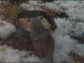 videos de TUFFY AND KIWI WATCH TINY POSSUM