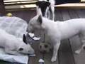 Bull Terrier Miniatura video