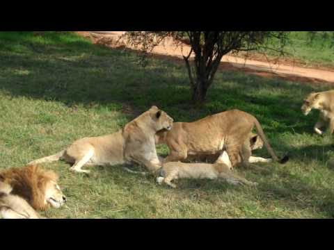 Lions – Lion Park, Johannesburg, South Africa