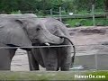 Elephant search in �friend\