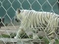 White tigers pacing