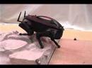 littledog robot
