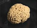 On Beyond: Homeland Security The Brain The Themis Mission