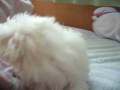 videos de Maltes Lili