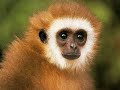 The Monkey's Paw and the Jest of Hahalaba