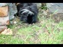 My Guinea Pig Borlitas My Guinea Pig Borlitas